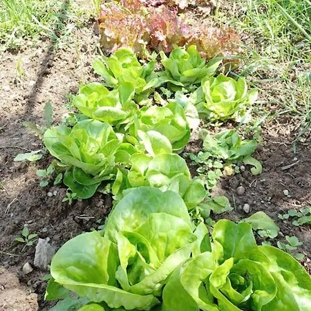Casa de Férias La Casa Rossa -dimora Di Campagna