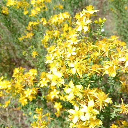 Dom wakacyjny La Casa Rossa -dimora Di Campagna *