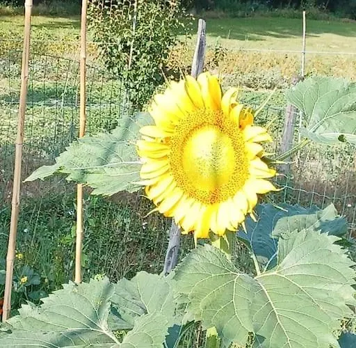 Hébergement de vacances La Casa Rossa -dimora Di Campagna *